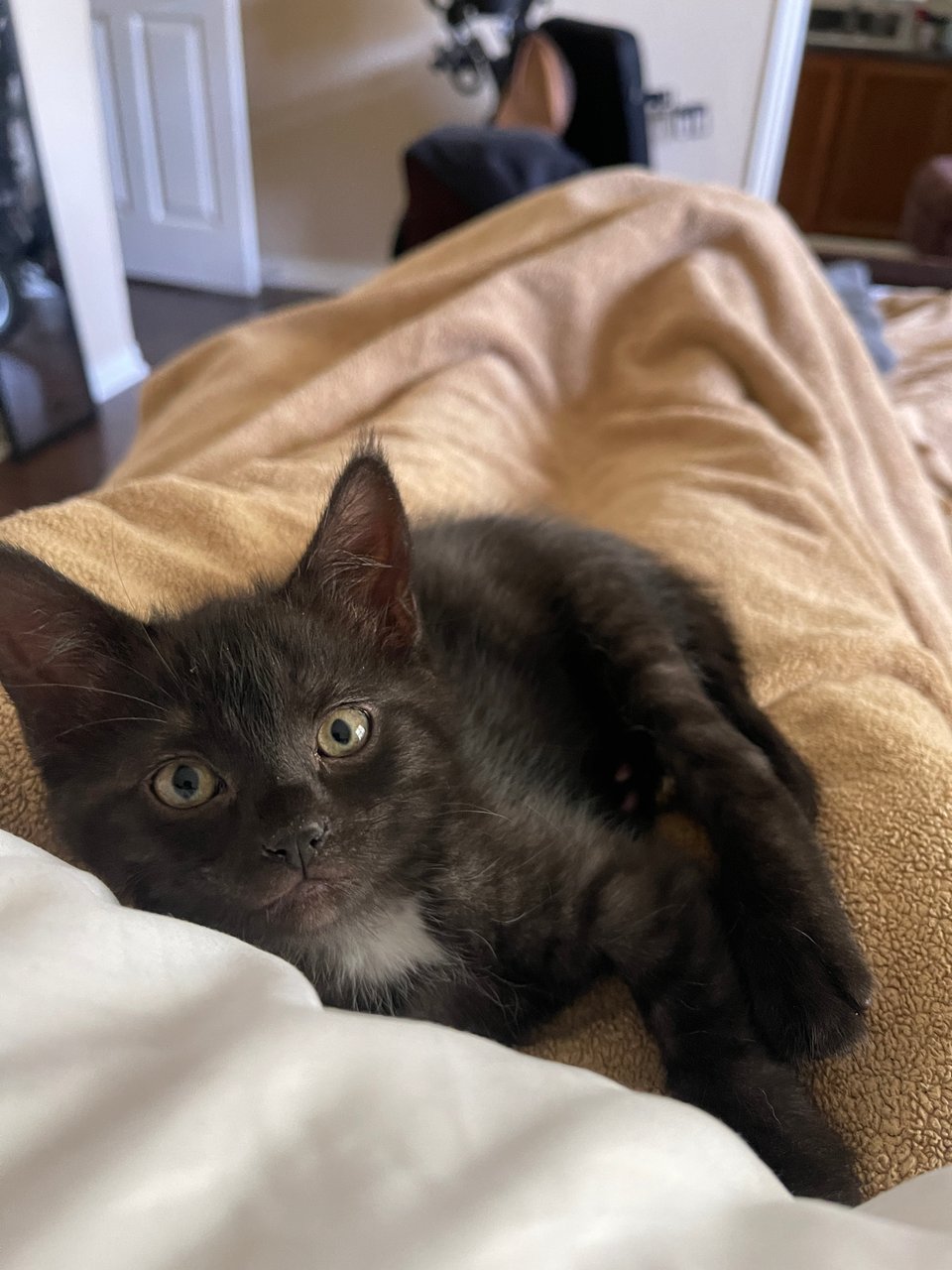 A black kitten with a white locket lays in a blanketed lap looking at the camera