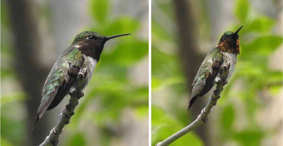 This male Ruby-throated Hummingbird’s throat looks black (left) until it begins to turn its head (right). / Photos by Janet Malotky