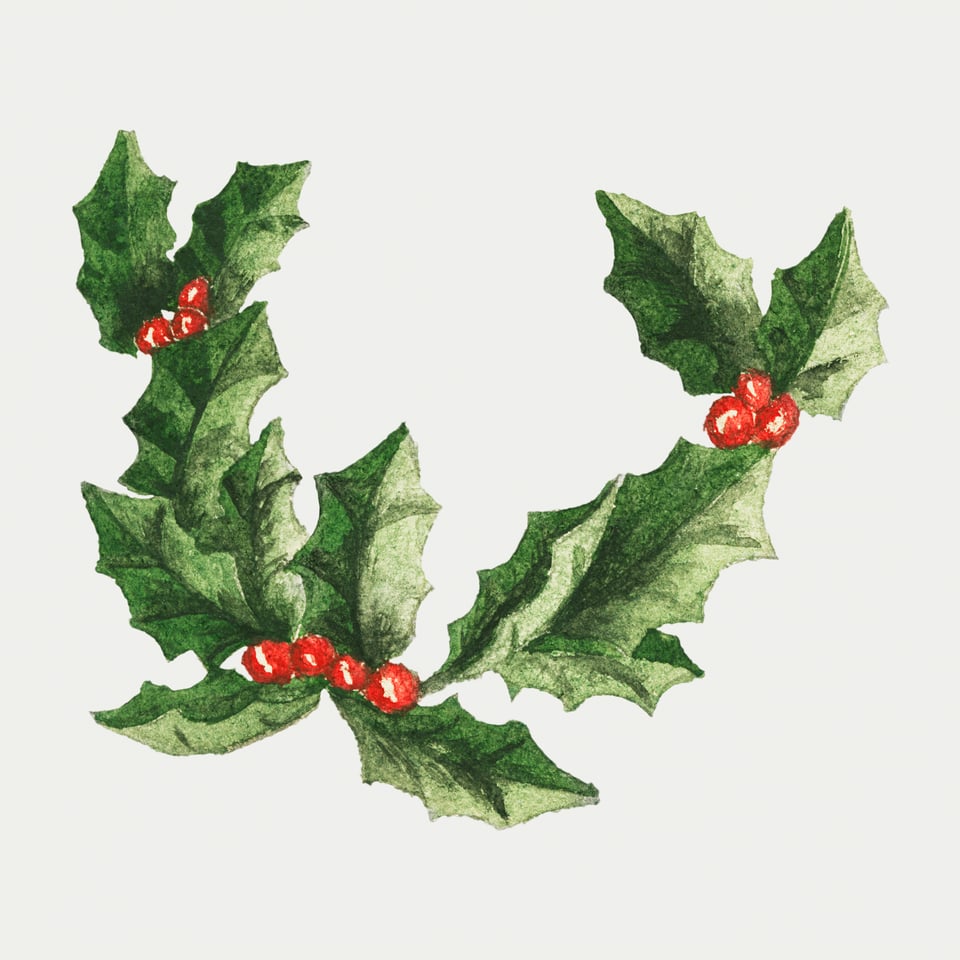 A botanical illustration of green holly leaves and a few red berries