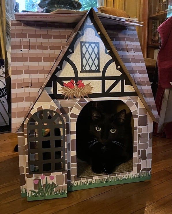 A black cat lying inside a cardboard house shaped like a Tudor house. It has a little window. There are two cardinals in a nest above the opening. It is very cute. The cat looks alarmed but that's because she hates having her photo taken.
