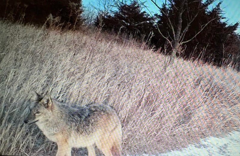 A trail camera near Cannon Falls recently captured this image of a female coyote in her winter coat. / Photo courtesy of Lisa and Keith Smiley