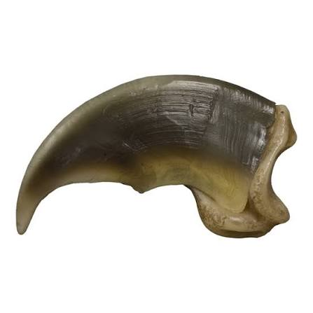 a polar bear claw
