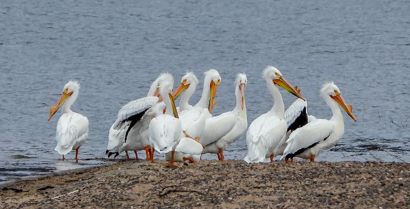 They’re back! — amazing, beautiful American White Pelicans. Watch for them at Sand Point and Frontenac State Park’s Pleasant Valley Lakelet. Or you may spot them soundlessly circling high above, reflecting the sunlight like bands of angels. / Photo by Steve Dietz