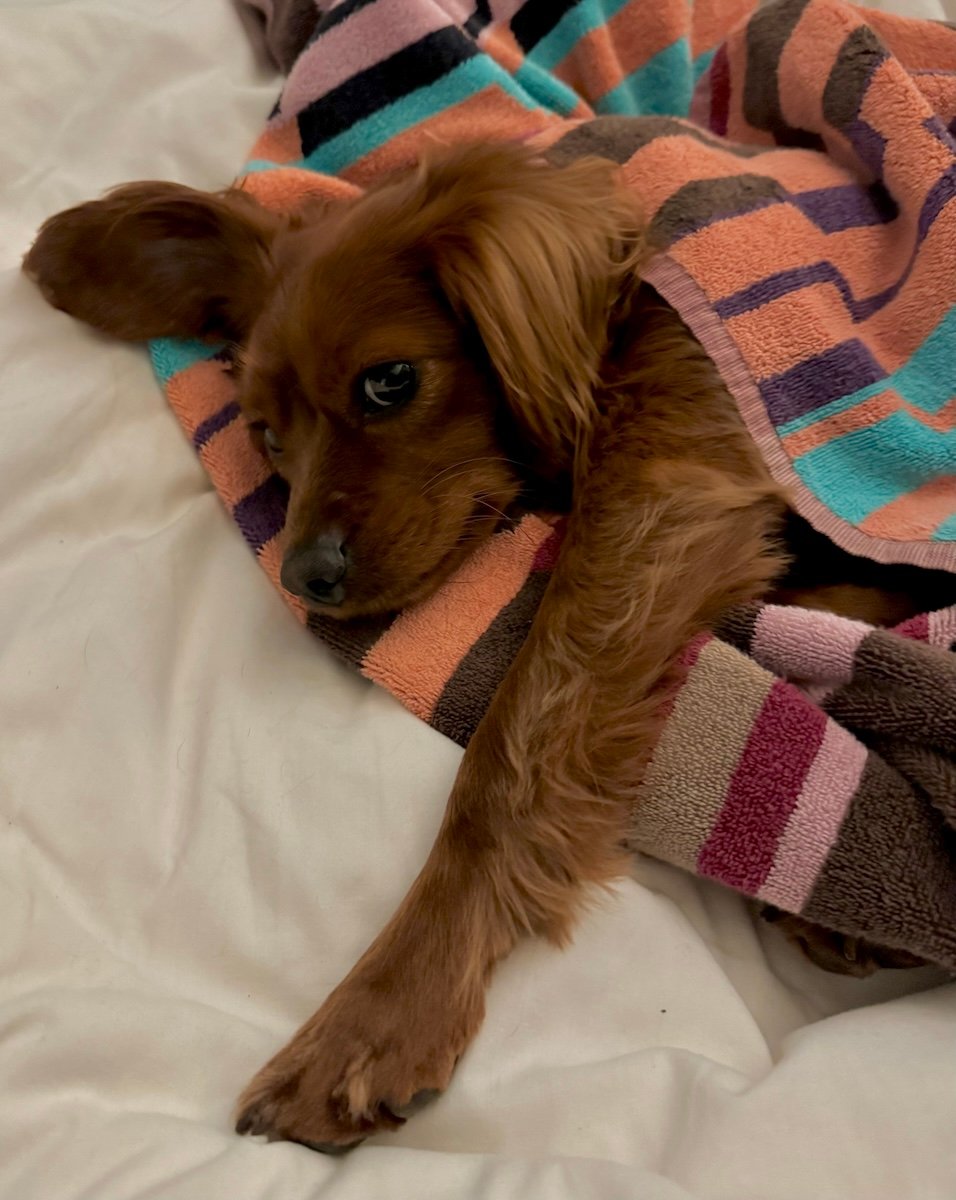 A cute dog in a towel.