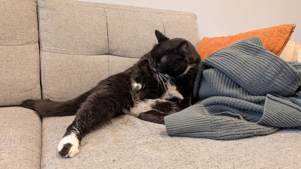 Walter, a tuxedo cat, cleaning himself on a gray couch.
