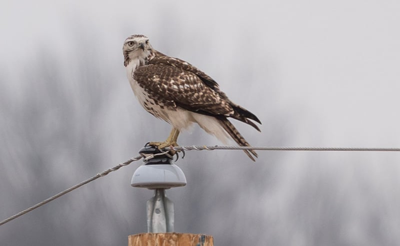 A Red-tailed Hawk surveys the scene in Frontenac State Park. / Photo by Earl Bye