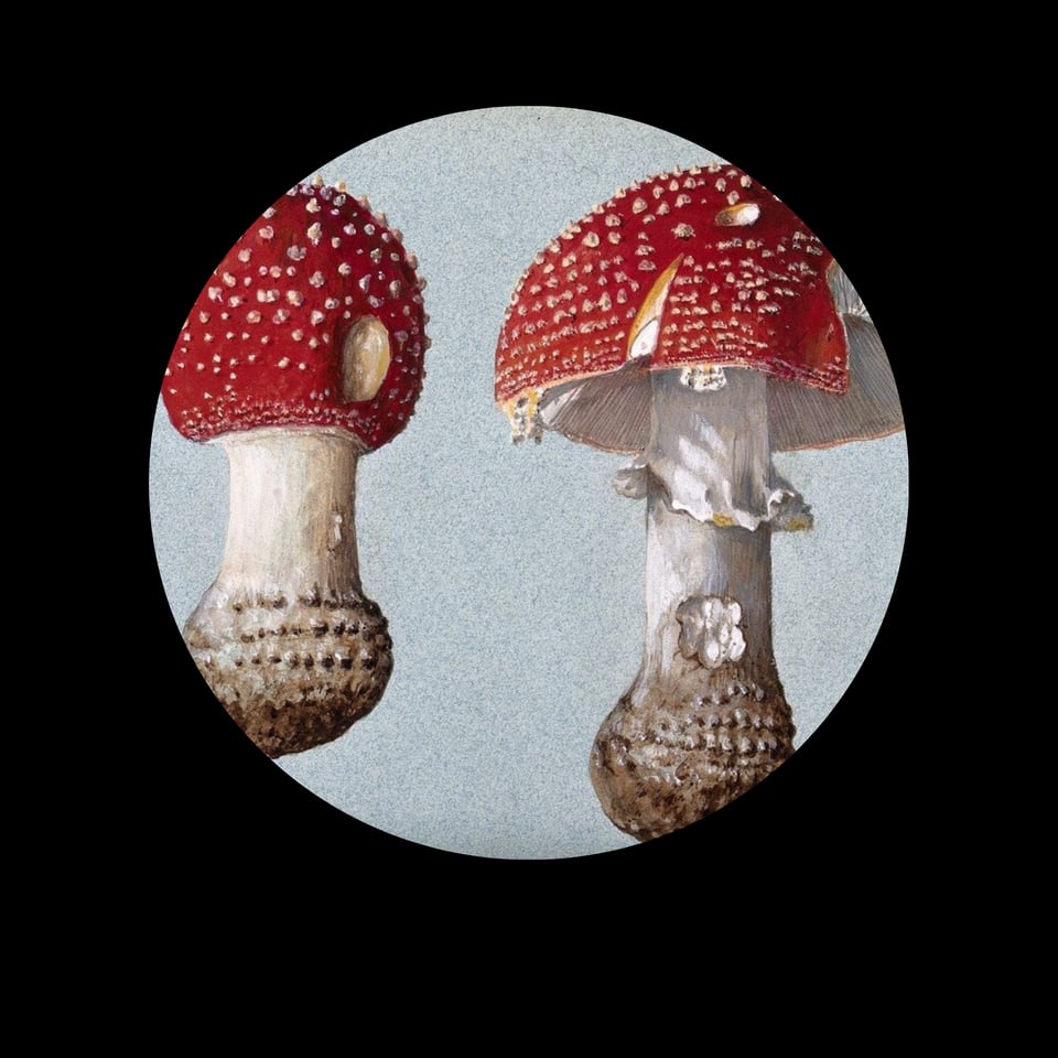 Image caption: A watercolour of two fruiting bodies of the fly agaric fungus. The image is taken from the Wellcome Collection.