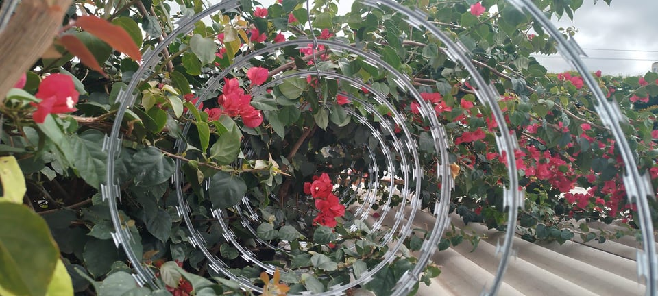 A imagem mostra uma cerca de concertina, vista por dentro, criando um efeito de profundidade com vários círculos concêntricos. Em volta e por dentro da concertina tem folhas verdes e flores vermelhas e rosadas de buganvília, ocupando quase todo o fundo. A parte inferior da imagem revela uma cobertura feita de telhas onduladas de cor clara, e ao fundo, o céu está parcialmente nublado com tons de cinza, sugerindo um clima fechado. A composição destaca o contraste entre a rigidez metálica do arame e a suavidade das flores coloridas, com os círculos do arame enquadrando a vegetação ao longo da perspectiva.