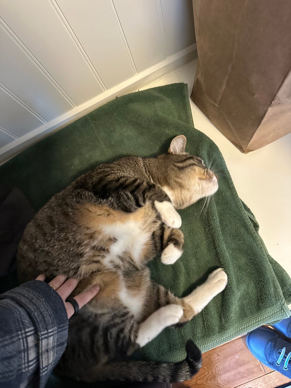 The brown tabby from the previous photo has lost all diginity and is now rolling around on the towel while getting his belly rubbed.