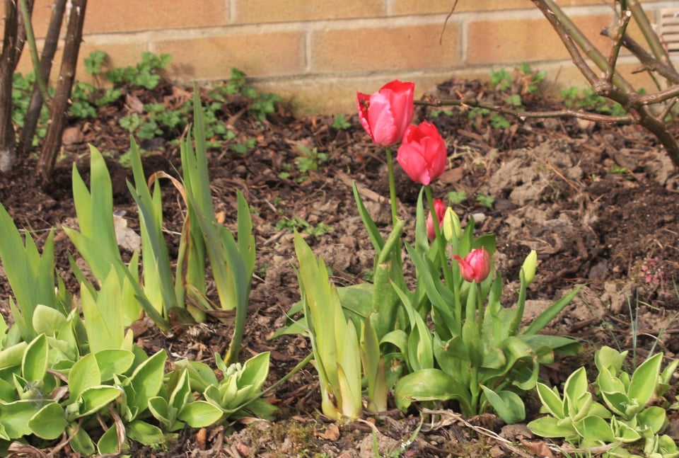 green leaves of auriculas, and iris plants growing strongly. In the front, just off centre, a clump of tulips in flower, a dark pink.