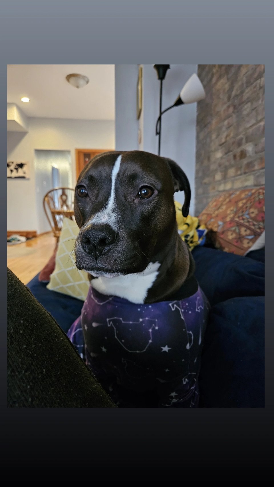 Photo of a dark chocolate colored staffy pit mix in PJs on a couch.