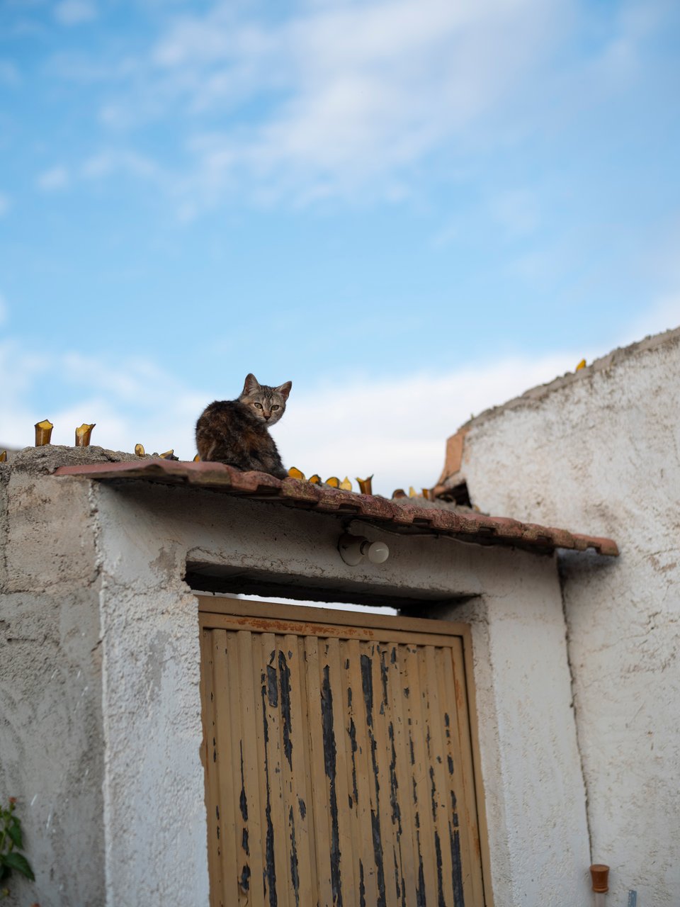 Un gato pequeño mira con sospecha desde un tejado con botellas rotas.
