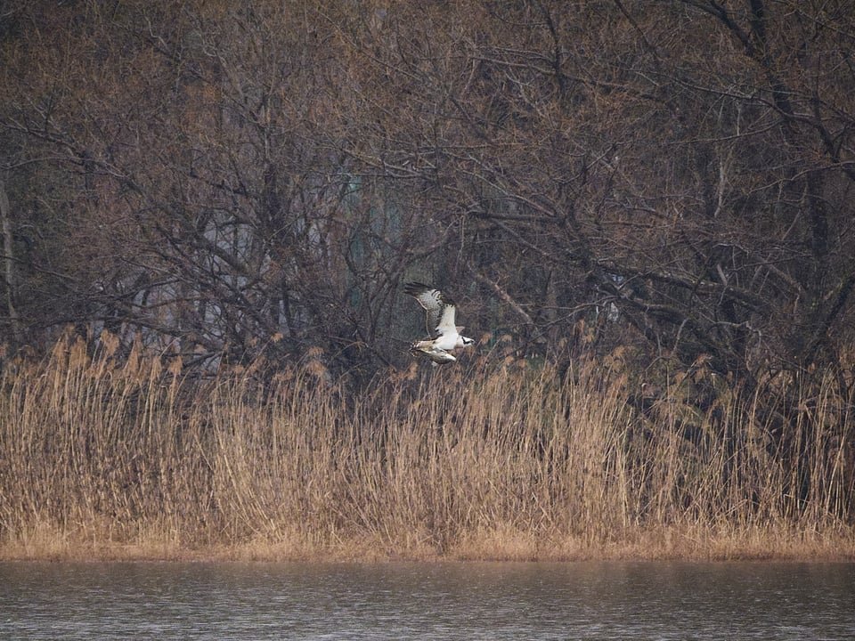 An osprey with a fish.