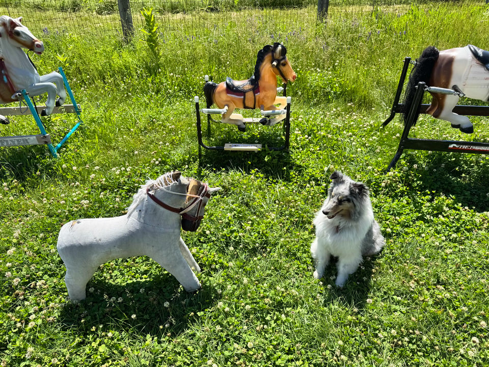 A dog sits in a grassy field facing a rocking horse of similar small size. They are surrounded by other rocking horses of various designs.