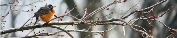 A robin perched on a branch
