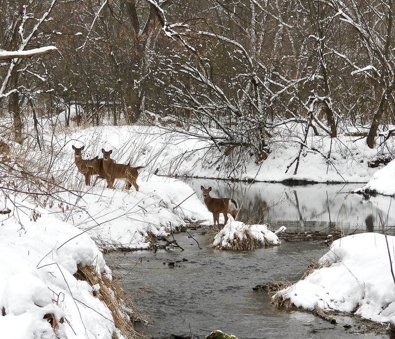 Deer in Wells Creek in early winter. / Photo by Steve Dietz
