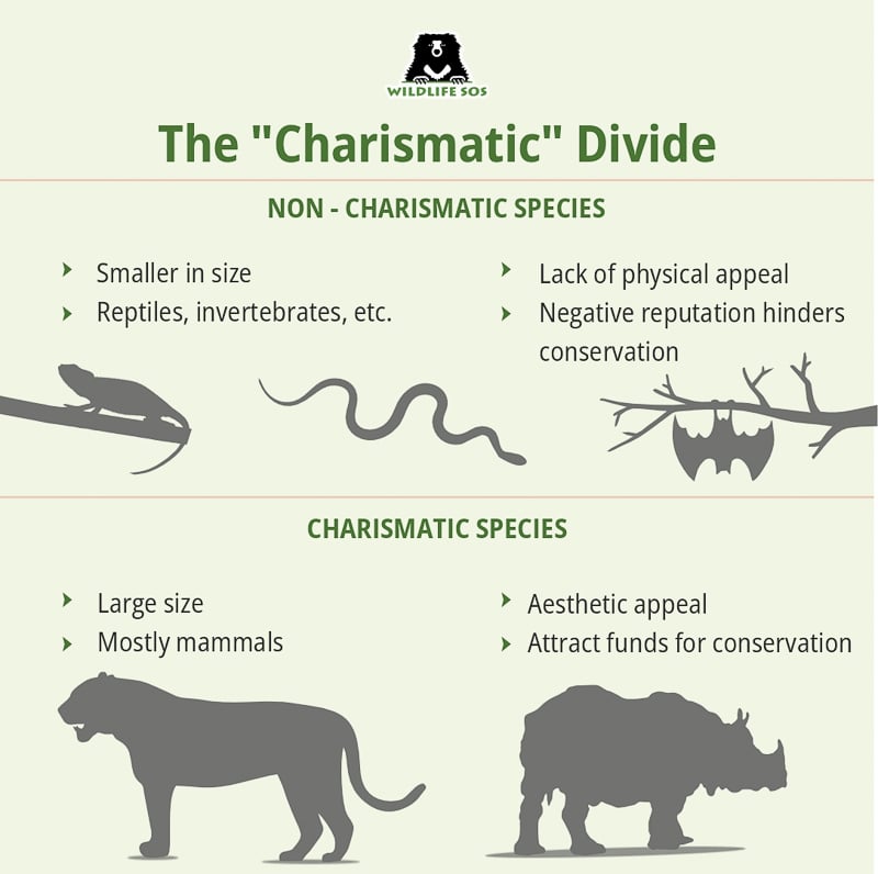 The “Charismatic Divide.” Source: Conservation Imbalance: Charismatic Megafauna v/s The Rest;