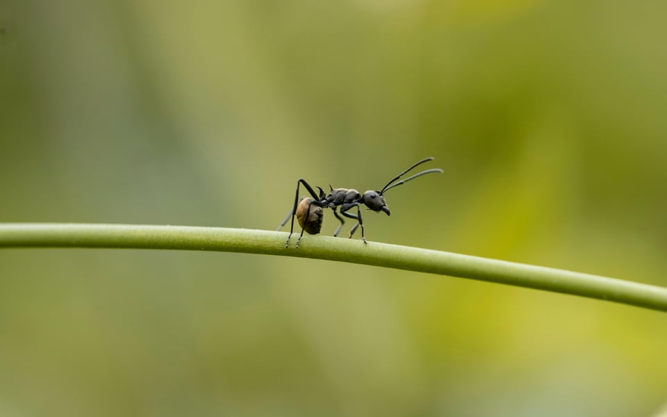 Image of small black ant on a green twig.