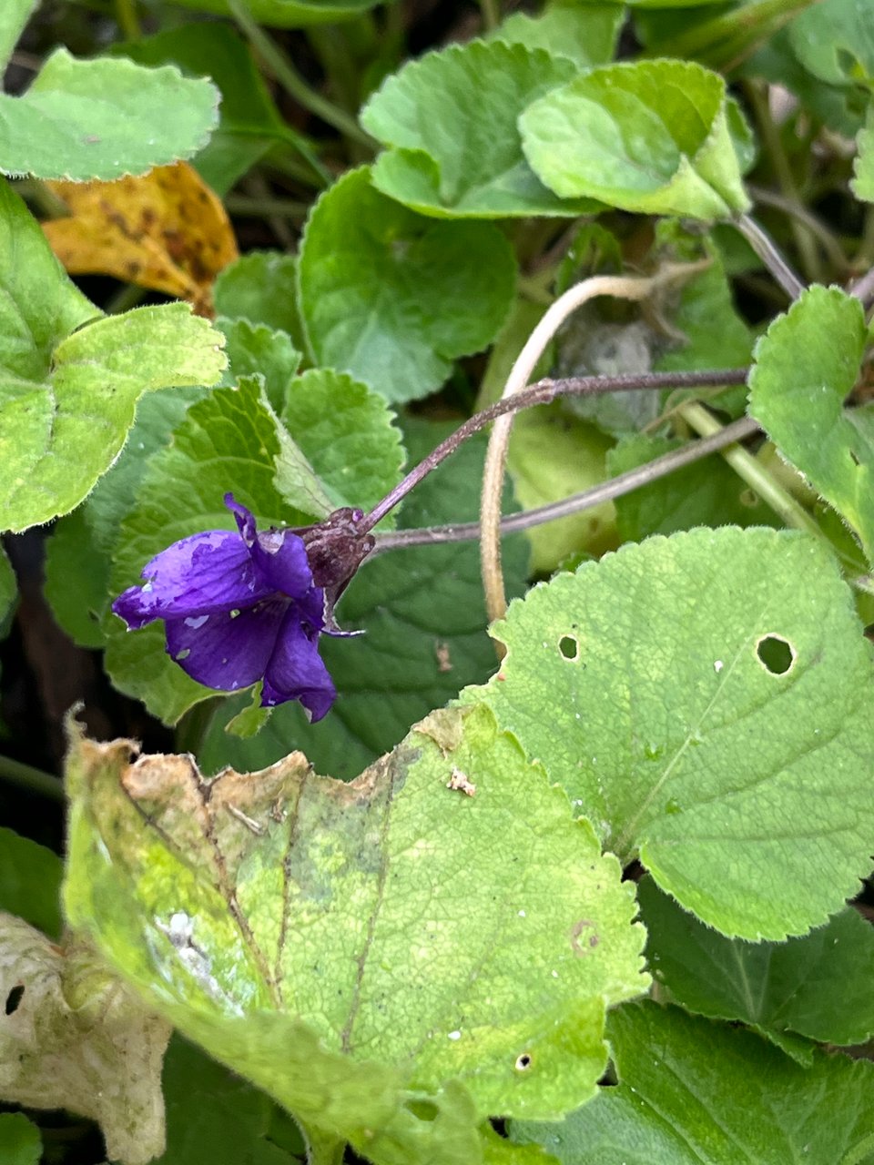 vigorous violet leaves and one open flower