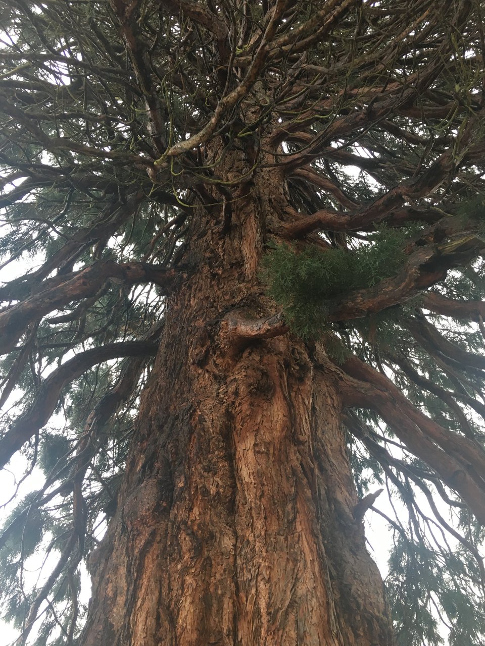 A view of a Giant Sequoia from below