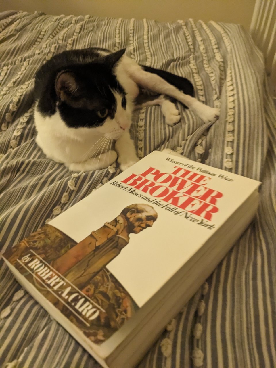 A large tuxedo cat on a bed next to a paperback copy of Robert Caro's The Power Broker.