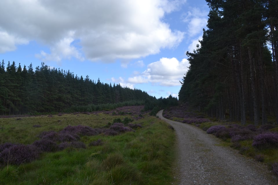 A meadow purpled with heather and surrounded by pine trees.