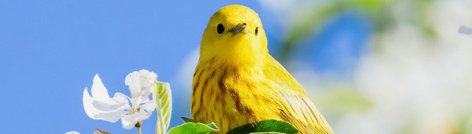 A yellow bird looking over a leaf next to a white flower