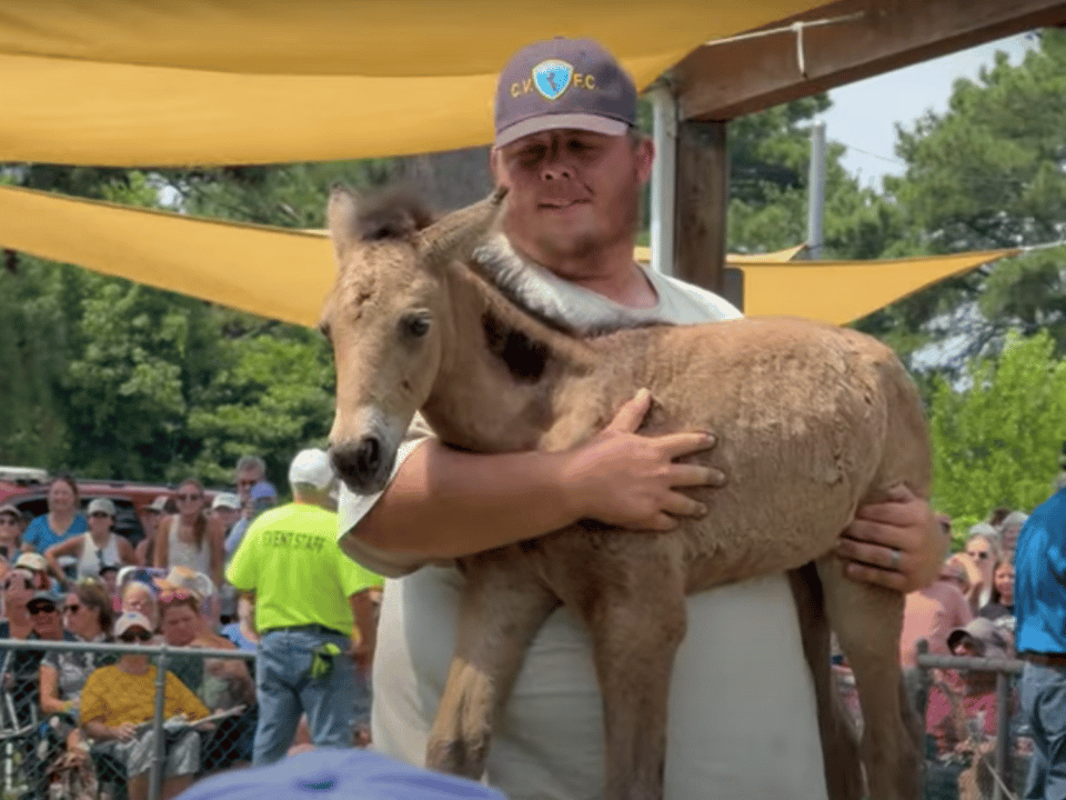 A Saltwater Cowboy holds up a pony at the auction.