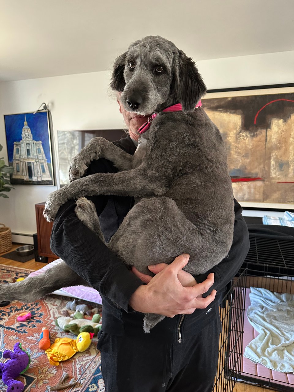 photo of gray aussiedoodle being held cradled by a white man standing in black sweatpants and hoodie. The man's face is largely obscured by the dog, who does not look pleased to be held in the air like this.