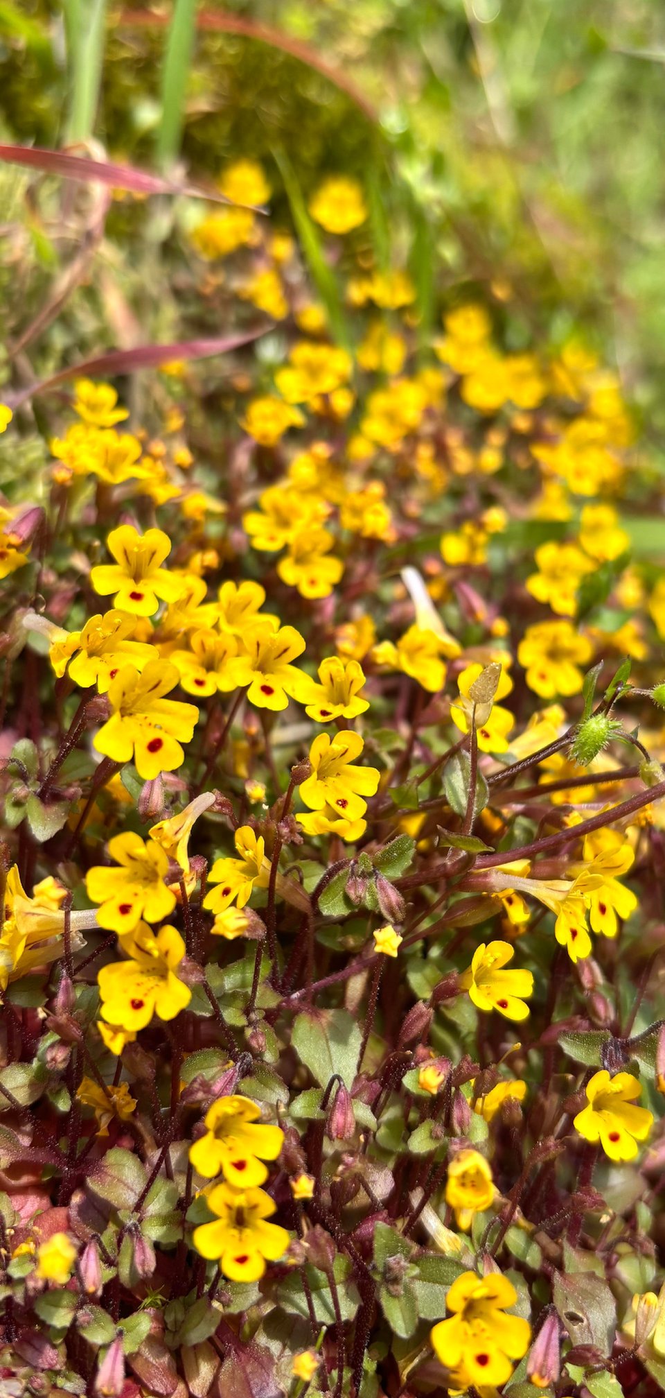Yellow monkey flowers