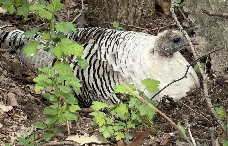 FSPA stalwart Wally Siewert spotted this nesting wild turkey hen recently as he walked in the park. She’s not just any old wild turkey hen: This white-phase turkey is a rare sight, a genetic variant caused by a partial loss of pigmentation called leucism (not albinism). Such beautiful surprises are “why I love walking my bluebird trails,” Wally told us. He’s one of several FSPA members who monitor Eastern Bluebird trails in the park. According to the DNR, wild turkeys mate in April and May. Hens then lay 10 to 12 eggs, minding them till they hatch in about 28 days. The young, called poults, hang out with their mothers for about four months. / Photo by Wally Siewert