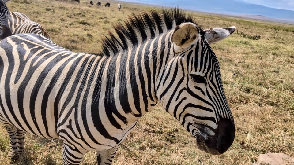 A photo of a zebra from up close, it is facing right.