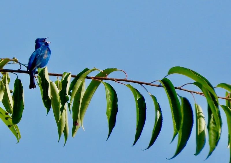 An Indigo Bunting sings the blues from a branch in the park. If you’re relatively new to birding, your phone’s Merlin birdsong app to locate them, then scan the treetops for them. They’re so beautiful! / Photo by Steve Dietz