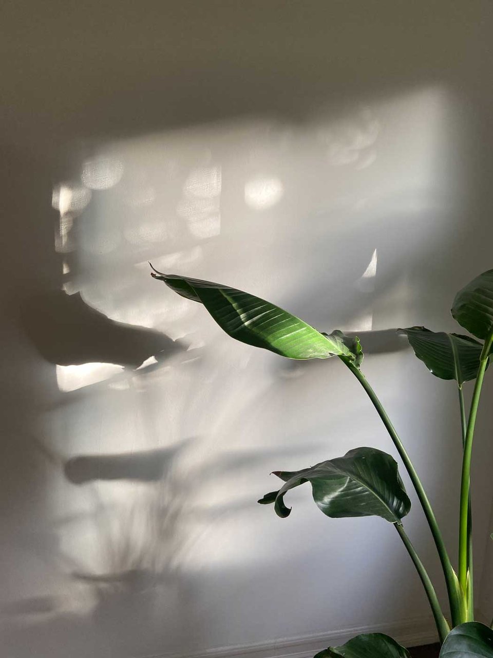A bird of paradise plant casts shadows on a white wall