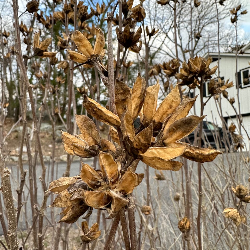 photo of hibiscus pod in winter, leaves brown-yellow, no green