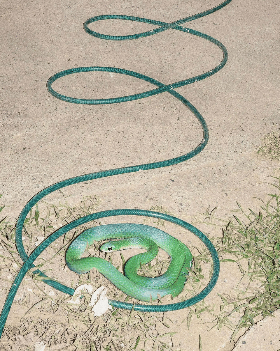 an image of a green garden hose in loops on the ground with a bright green snake coiled inside on of the hose loops.