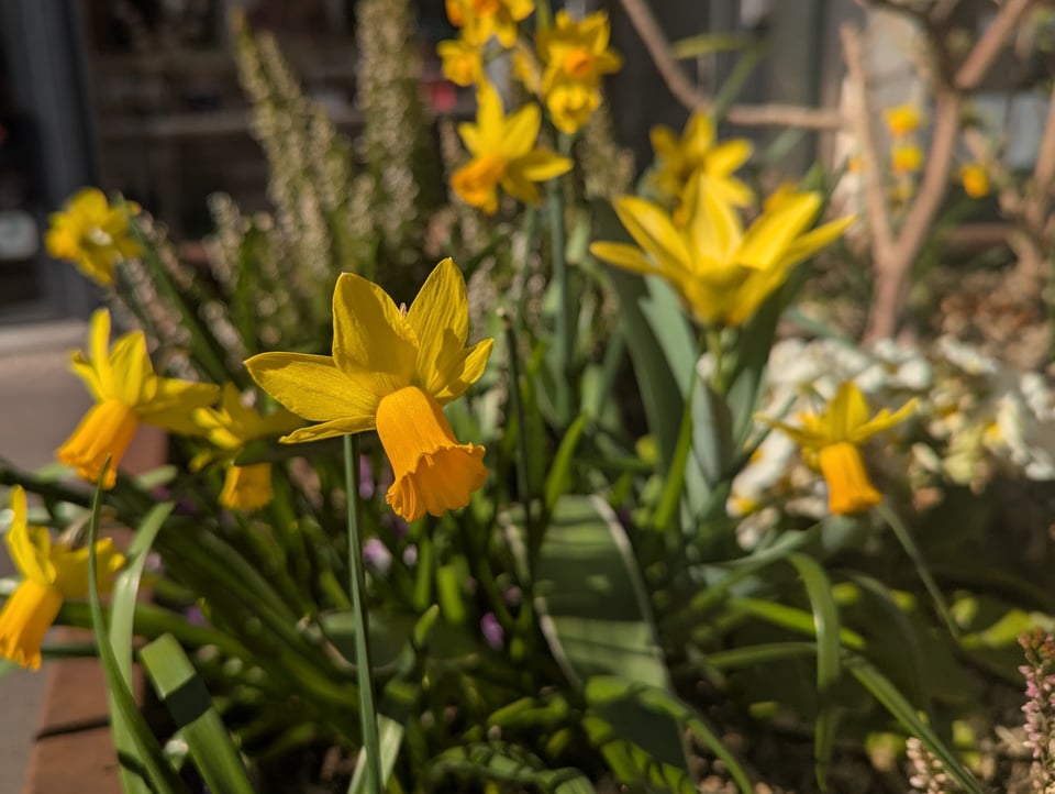 Daffodils in Alsace