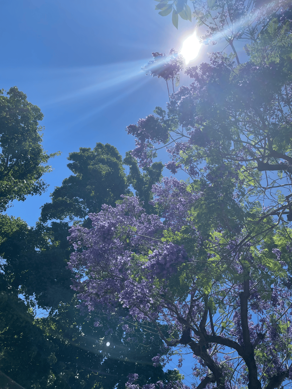 Sunlight beams down on a purple Jacaranda tree