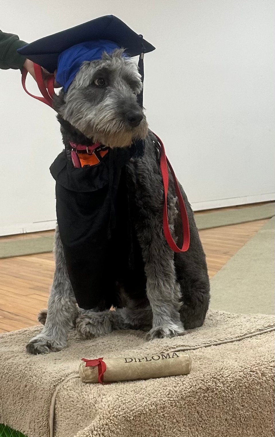 photo of dark gray Aussiedoodle wearing a fake cap & gown, with a diploma chew-toy in front of her, at a dog obedience class graduation