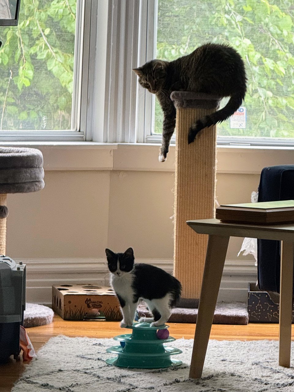 two cats playing on a scratching post in a living room