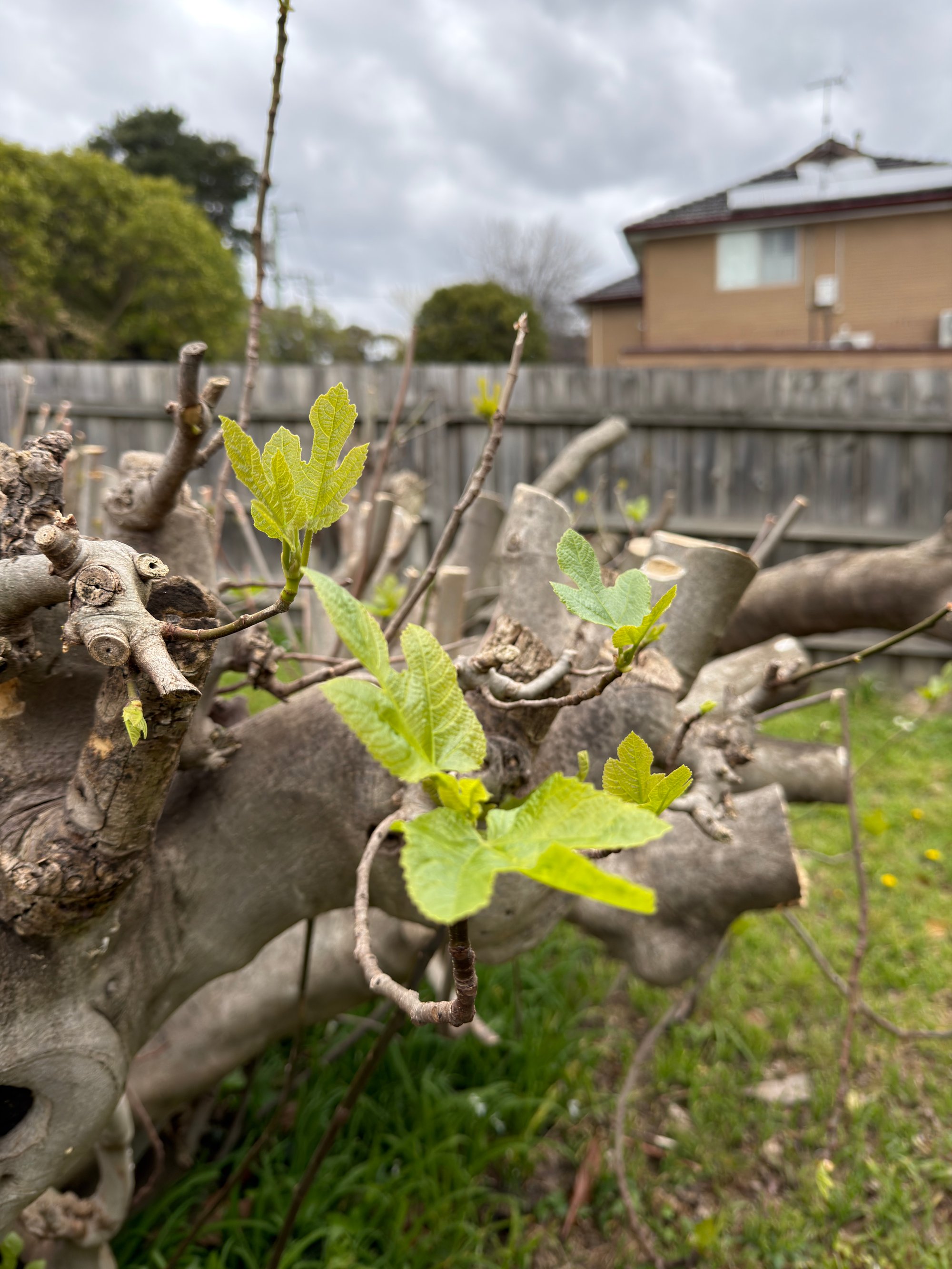 figtree