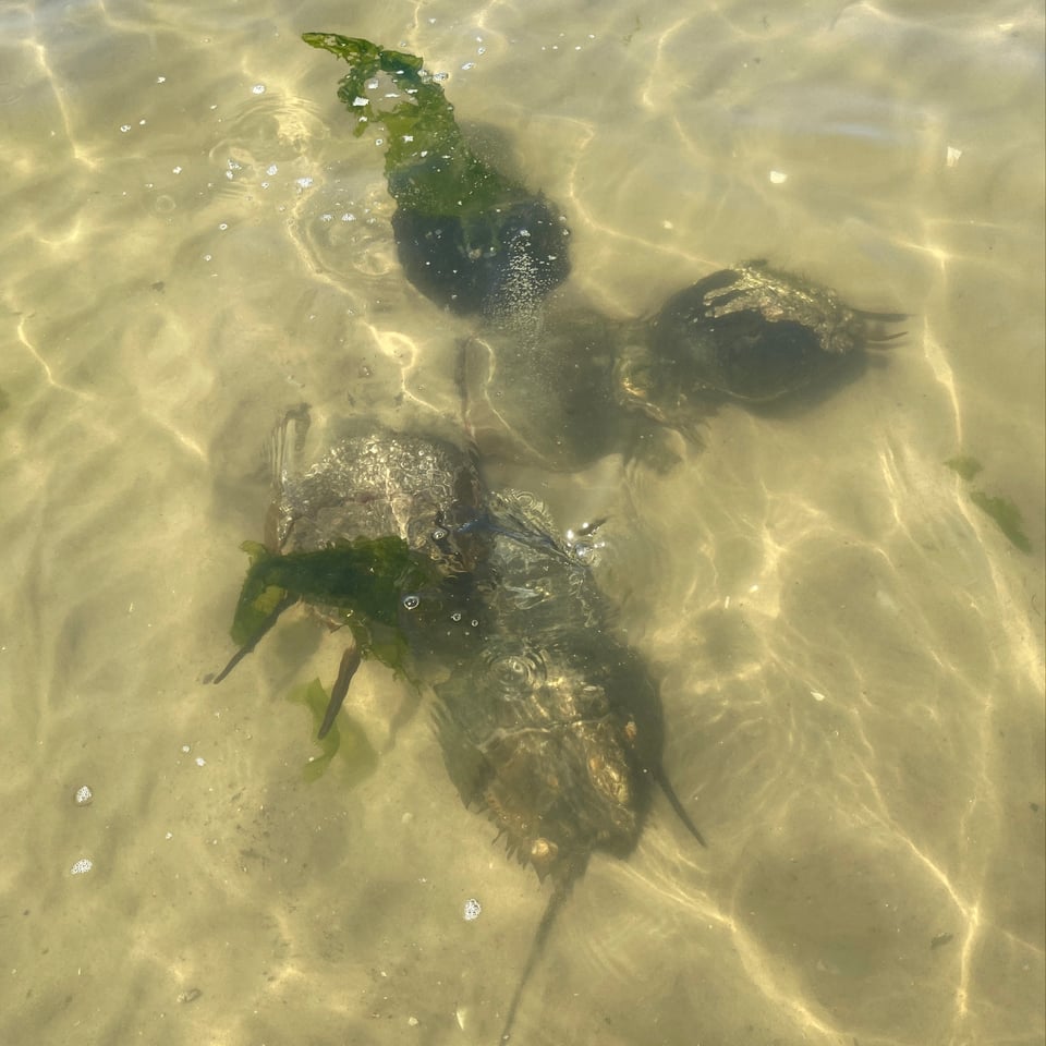 An underwater orgy of six or seven horseshoe crabs all attempting to mate with each other. Woohoo!