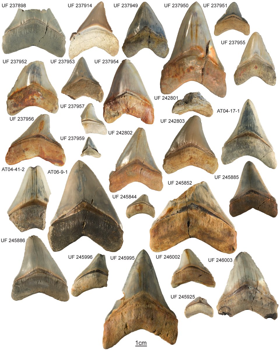 A collection of megalodon teeth from very small to large, implying sharks from 6 to 35 feet long.