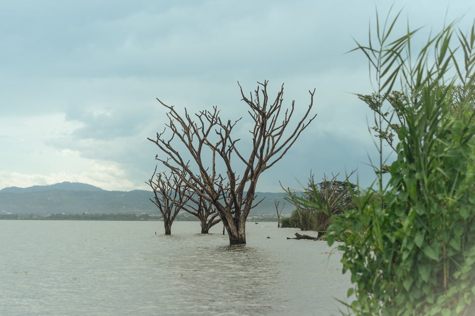Dead trees partially submerged in Lake Victoria