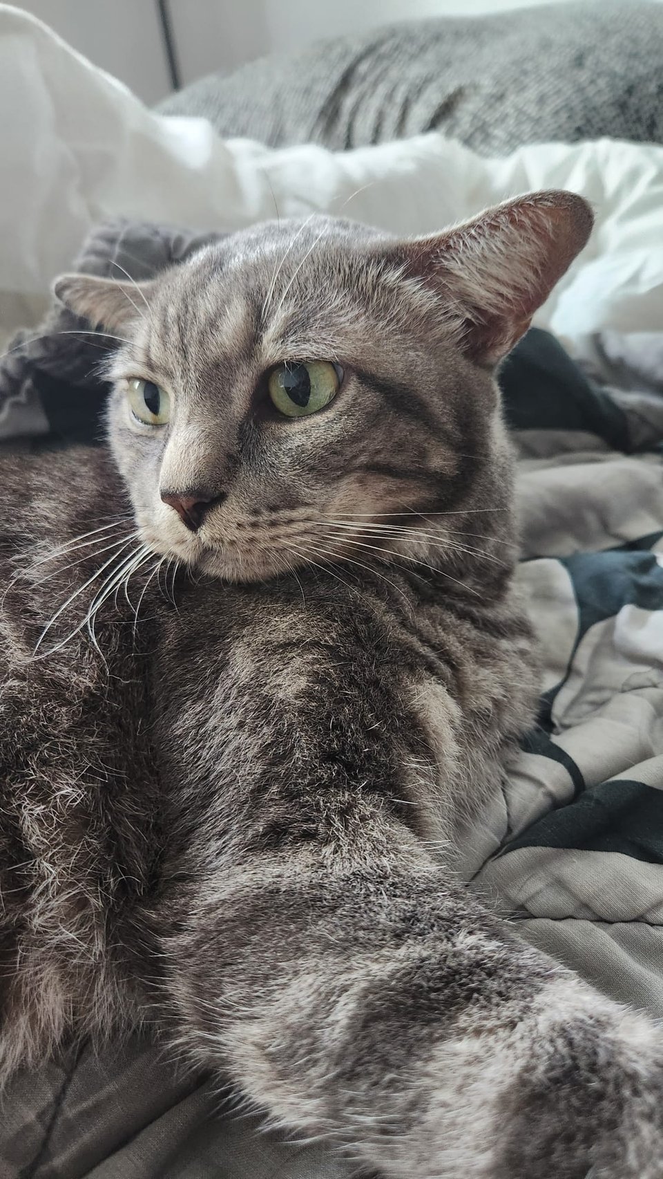 A close-up photo of my grey cat, Luca.