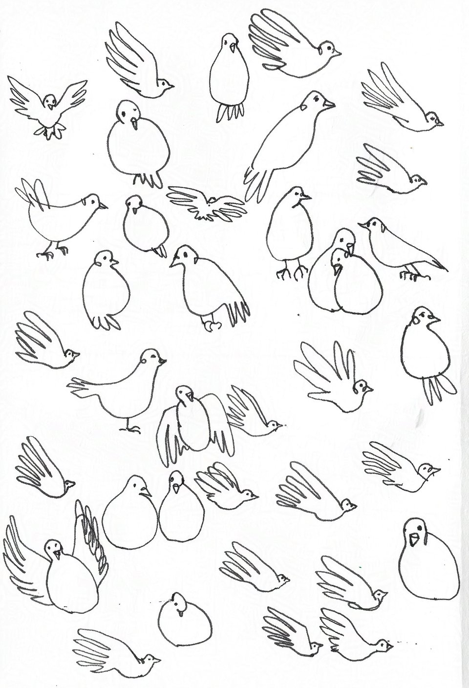Black and white ink drawing of chubby pigeons