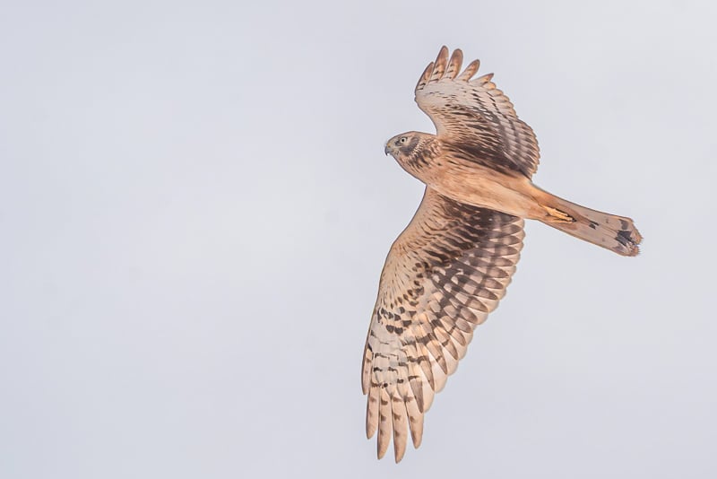 A Northern Harrier hunting. Flying low, it can quickly plunge to the ground to capture a bird or small mammal. / Photo by Earl Bye