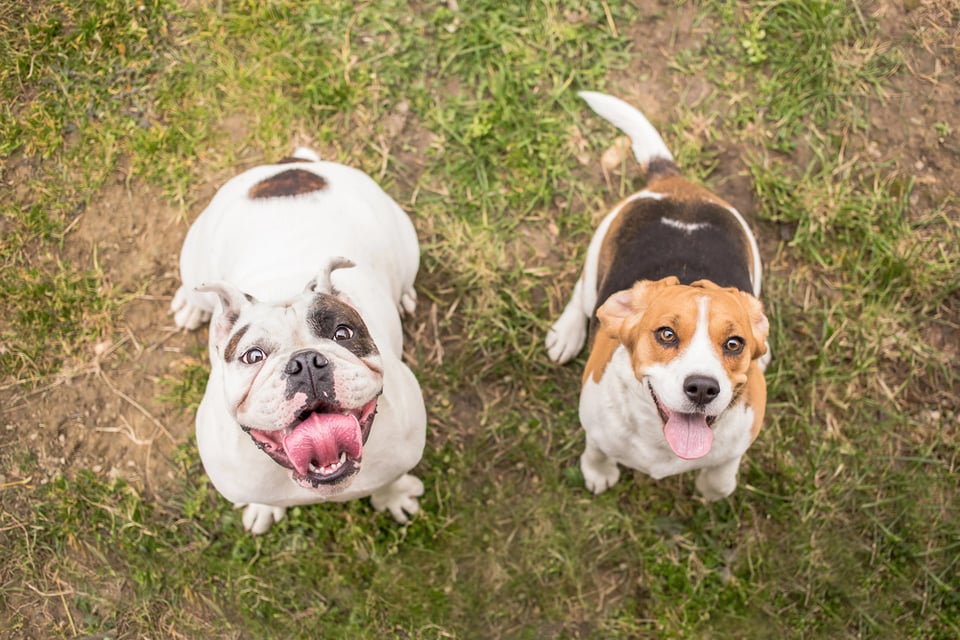A close up of a bulldog and a beagle grinning into the camera