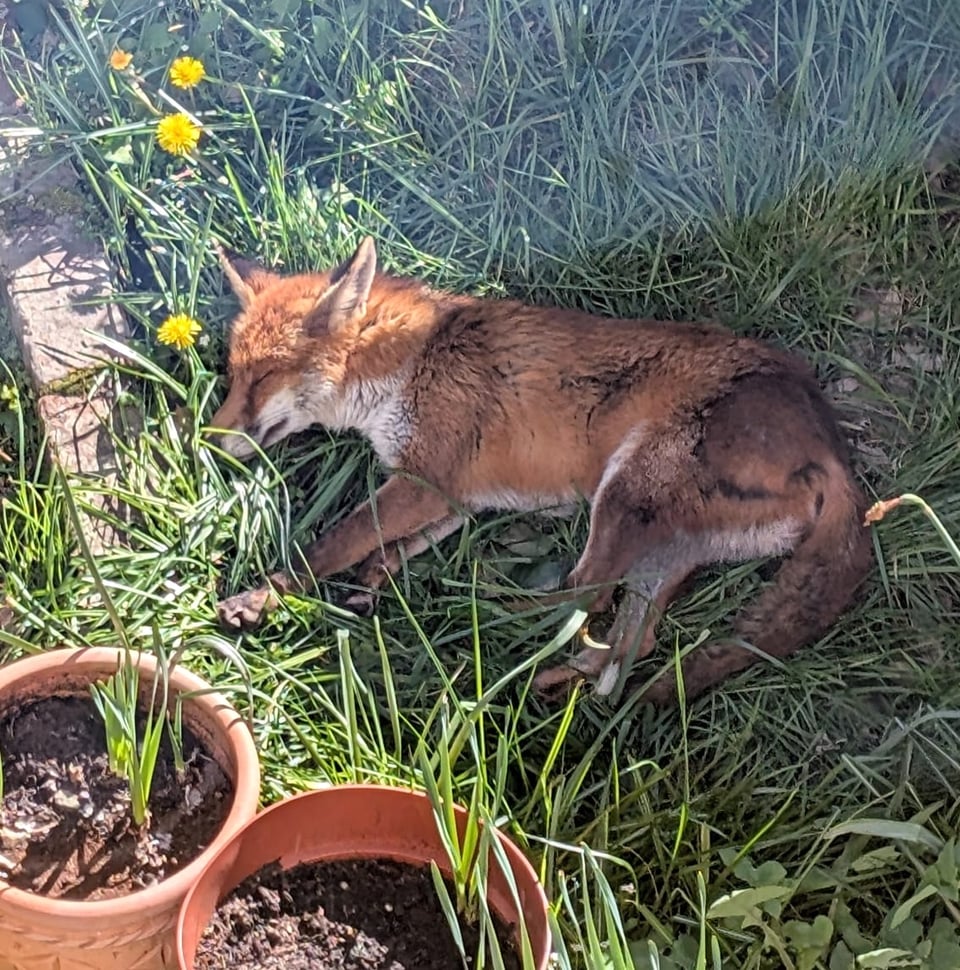 A fox on its side, sleeping on grass, next to plant pots
