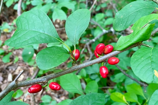 Green leaves and red berries of the Spicebush